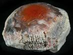 Pennsylvanian Aged Red Agatized Horn Coral - Utah #26409-1